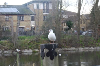 View of birds in calm water