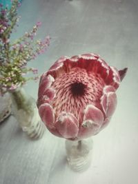 Close-up of red flowers