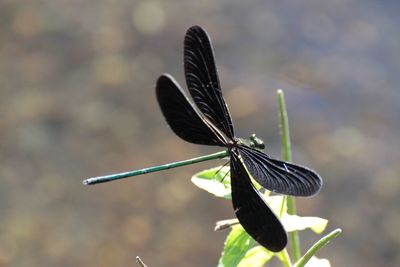 Close-up of damselfly on leaf