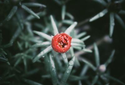 Close-up of wet red flower bud growing during monsoon