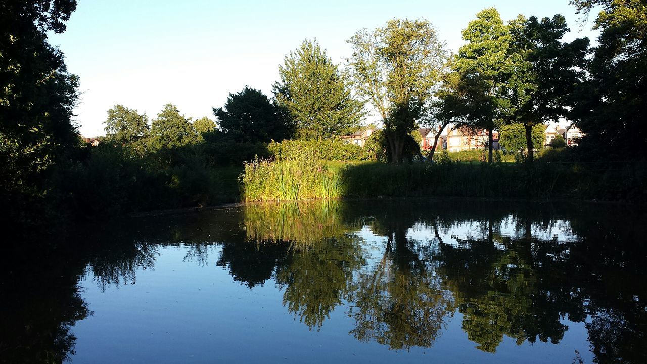 tree, reflection, water, tranquility, tranquil scene, lake, scenics, beauty in nature, nature, waterfront, growth, clear sky, sky, idyllic, green color, calm, forest, standing water, day, no people