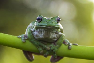 Close-up of frog on stem 