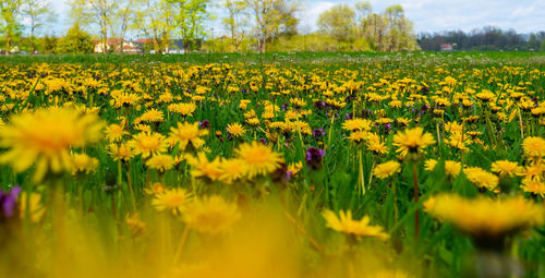 Close-up of yellow flowering plants on field