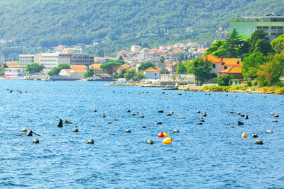 Bijela coastal town in montenegro . hotels and beach on the kotor bay . oyster and shellfish farming