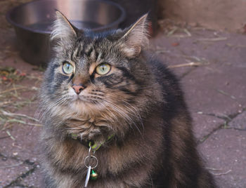 Close-up portrait of cat by wall