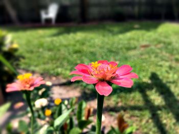 Close-up of pink flower blooming in field