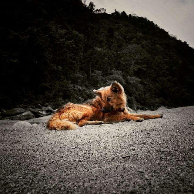 animal themes, one animal, mammal, domestic animals, dog, pets, relaxation, full length, nature, rock - object, tree, lying down, resting, sitting, mountain, outdoors, day, tranquility, no people, zoology