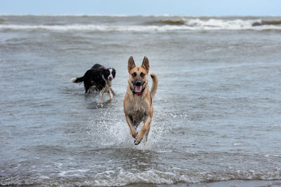 Dogs running on beach