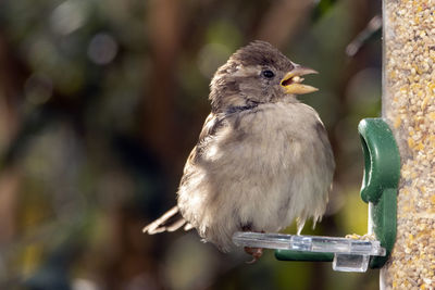 A close-up of a puffed out perched house sparrow feeding