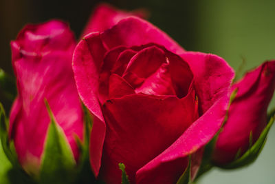 Close-up of pink rose