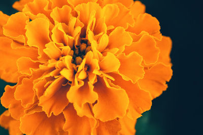 Close-up of yellow marigold flower