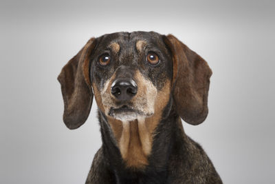 Close-up portrait of a dog over white background