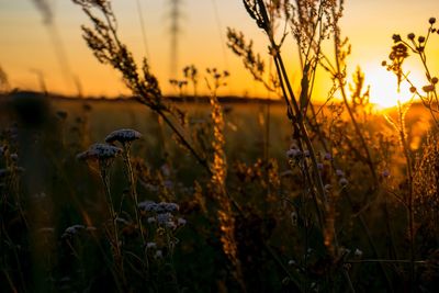 Close-up of flowering plants on field during sunset