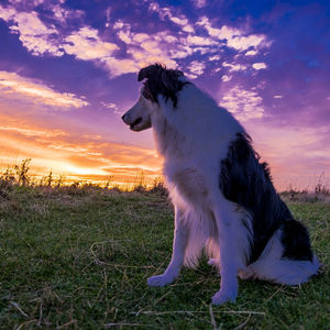 Dog standing on field against sky during sunset