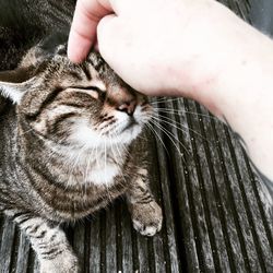 Close-up of hand with cat