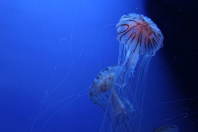 Close-up of jellyfish swimming in sea