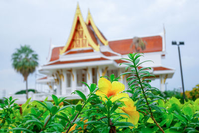 Yellow flowering plant against building