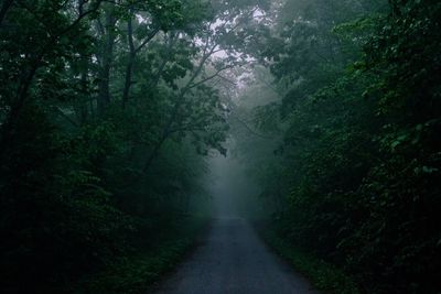 Road amidst trees in forest