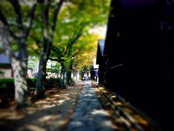 Road passing through forest