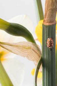 Close-up of insect on plant