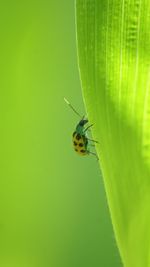 Close-up of insect on leaf