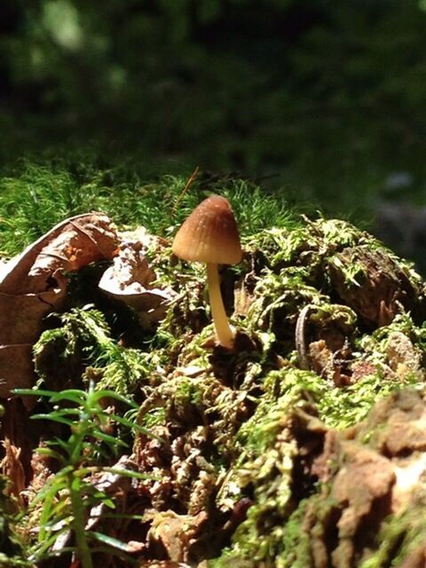 mushroom, fungus, growth, toadstool, close-up, forest, edible mushroom, nature, growing, focus on foreground, freshness, vegetable, plant, selective focus, field, moss, green color, beauty in nature, day, outdoors