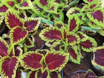 High angle view of plant leaves