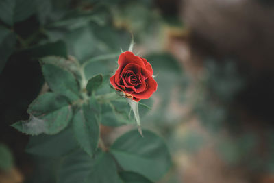 Close-up of red rose