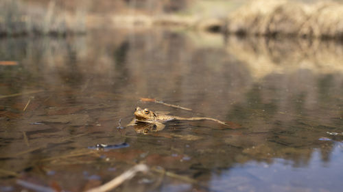 View of turtle in lake