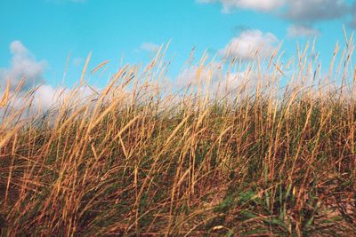 Close-up of stalks in field against sky