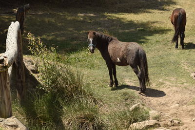 Horses standing in a field