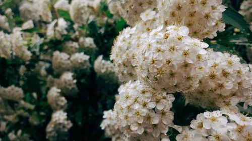 Close-up of white flowers