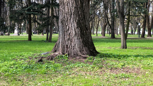 Trees on field in park