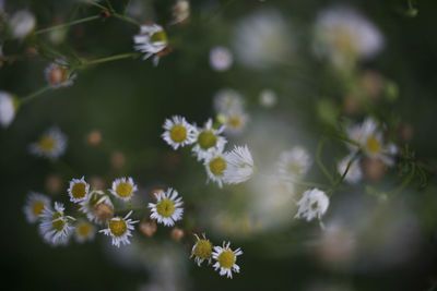 Close-up of white flowering plants