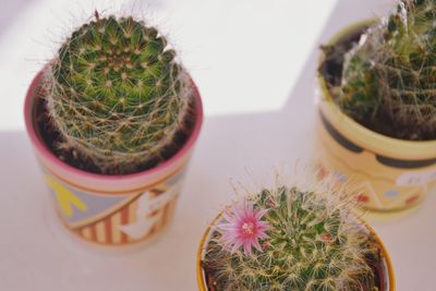 High angle view of potted plants on table