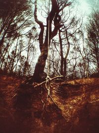 Bare trees in forest