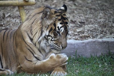 Tiger licking its paw