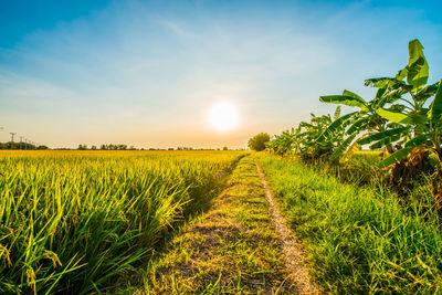 Scenic view of agricultural field against sky