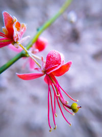 Close-up of pink capparis flowering plant