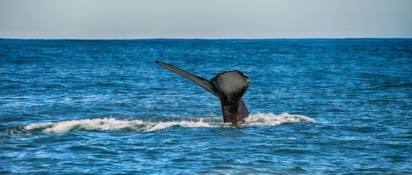 Humpback whale in the sea