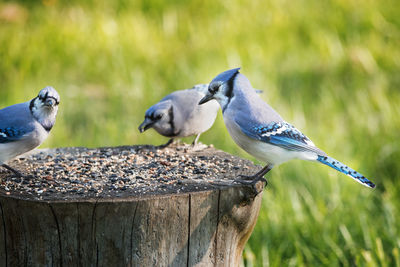 Bluejays feeding-one looking at camera 