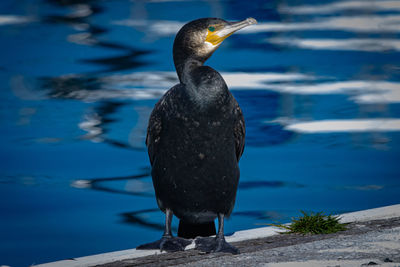 Close-up of bird perching on warf, pied cormorant sitting on a warf, bermagui, nsw, australia.  