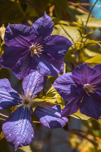 Close-up of purple flowers blooming outdoors