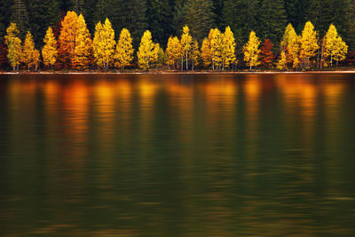 Scenic view of lake in forest during sunset