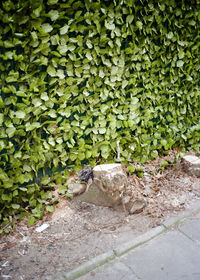 High angle view of ivy growing on wall