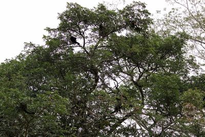 Low angle view of bird in forest