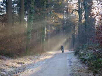 Rear view of man riding bicycle in forest during winter