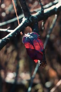 Close-up of red berries on plant