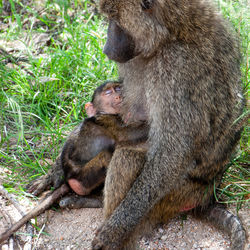 Monkey sitting in a field