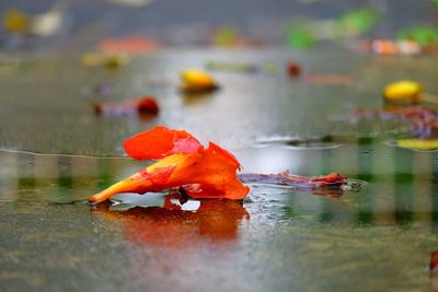 Close-up of koi carps swimming in lake